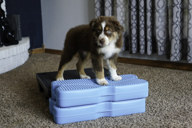 A dog stands on PropelTM Air Platform